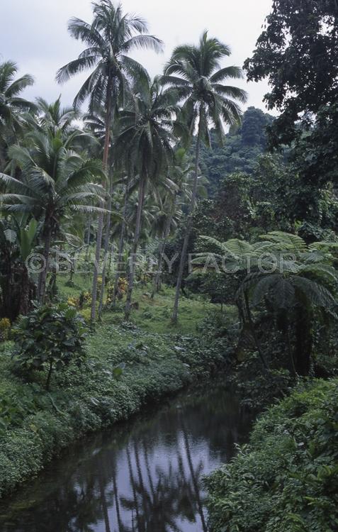 Island;fifji;sky;palm trees;green;forrest;stream